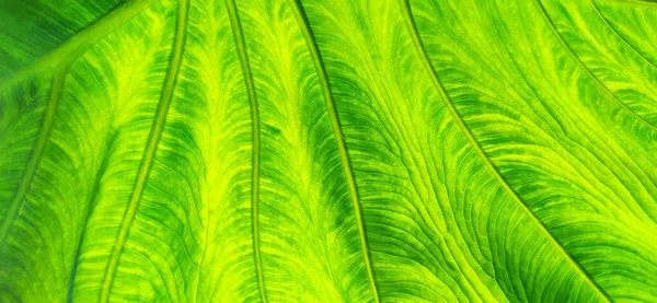 Texture Green Leaf Background Light Flat Exotic Texture Plant Close — Stock Photo, Image