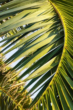 Yeşil hurma yaprakları, dikey çerçeve, arkaplan dokusu