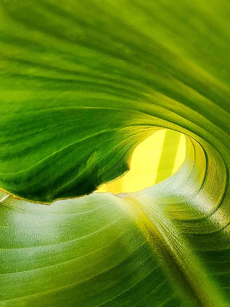 Tropisch Strukturierter Hintergrund Aus Bananenblättern Gedrehtem Trichter Nahaufnahme — Stockfoto