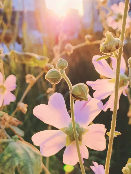 Güneş ışığı altında yumuşak pembe çiçekler