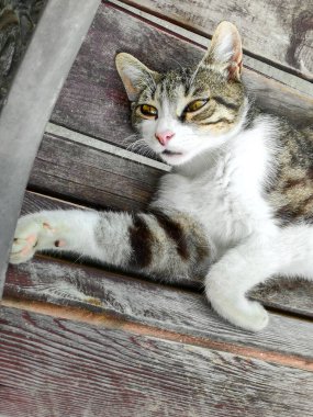 Bankta uzanan sarı gözlü sevimli kedi dar sarı gözler, dikey çerçeve.