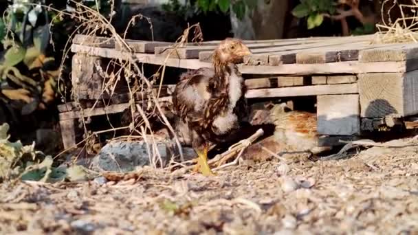 Маленькие Коричневые Цыплята Бегают Земле Собирают Еду Клювами — стоковое видео