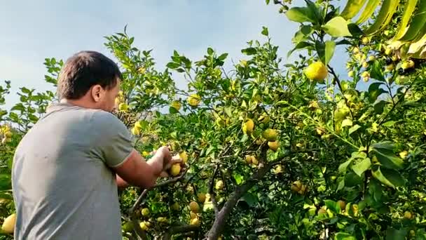 Hombre Corta Frutos Limones Ramas Con Podadora Jardín Jardín — Vídeos de Stock