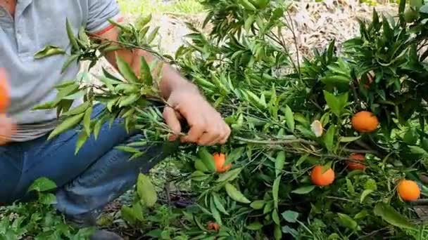 남자는 정원에서 과일을 클로즈업 — 비디오