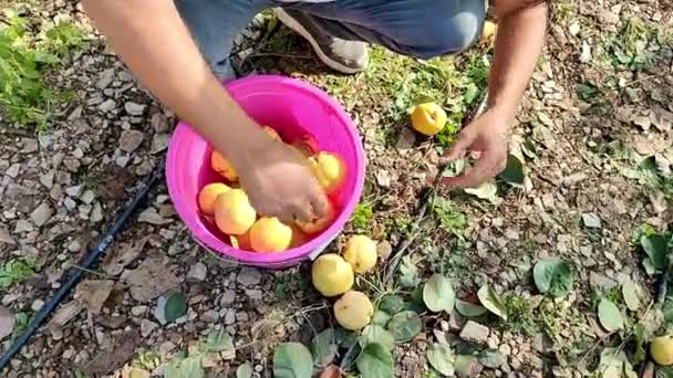 Hombre Jardinero Pone Frutas Membrillo Cubo Inspeccionando Calidad Mientras Agacha — Vídeos de Stock