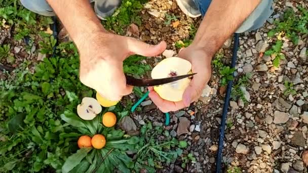 Mann Schneidet Quittenfrüchte Mit Messer Früchte Schmecken Während Garten Hockt — Stockvideo