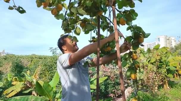 Man Prunes Fruit Tree Special Garden Scissors Cleans Tree Diseased — Stock Video