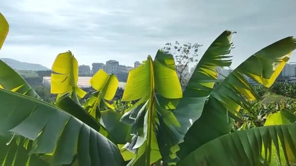 Hojas Palmera Plátano Rayos Luz Solar Brillante — Vídeos de Stock
