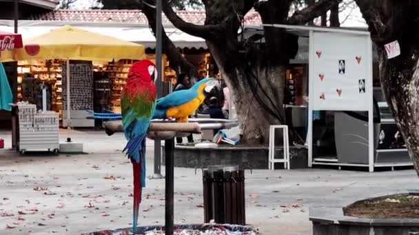 Turquia Alanya Agosto 2022 Dois Grandes Papagaios Ara Multicoloridos Sentam — Vídeo de Stock