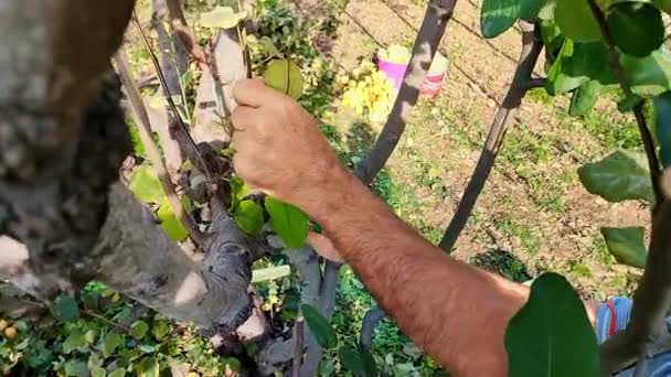 男は特別な庭のプランナーの助けを借りて果樹の枝を切断し 病気や損傷した枝から果樹をきれいにする — ストック動画