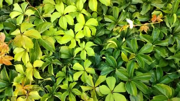 Mały Biały Motyl Leci Tle Zielonej Ściany Roślin — Wideo stockowe