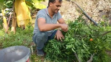 Bahçıvanlık, adam bahçeye çömelmiş gereksiz kesilmiş dallardan mandalina meyveleri topluyor.