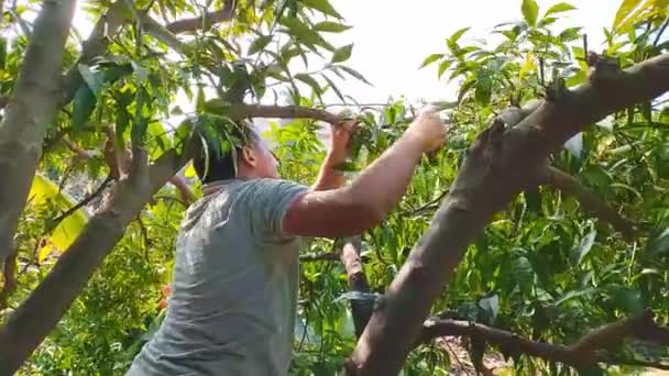 Homem Serra Ramos Jardim Fazendo Poda Higiênica Árvore Fruto Ramos — Vídeo de Stock