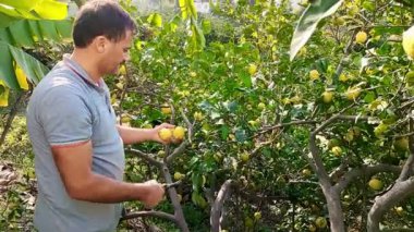 Adam bahçedeki özel aletle dallardan limon meyveleri kesiyor ve çimlere limon koyuyor.