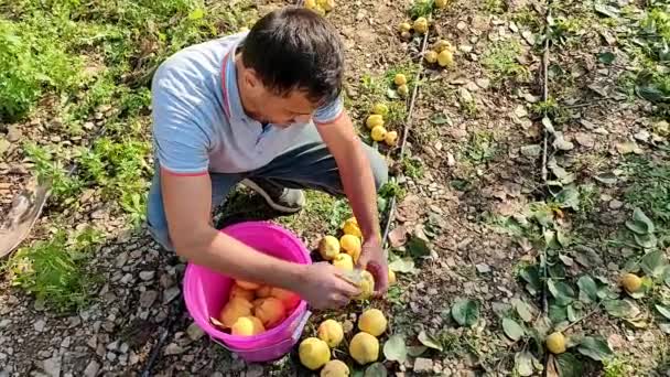 Gärtner Sammelt Quittenfrüchte Eimer Und Überprüft Ihre Qualität Der Hocke — Stockvideo