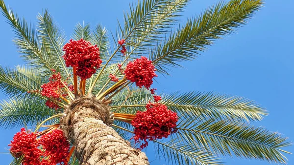 Date palm with fruits of red dates on background of blue sky.