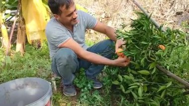 İnsanlar mandalina hasadı yapar ve onları bahçedeki kovaya koyar..