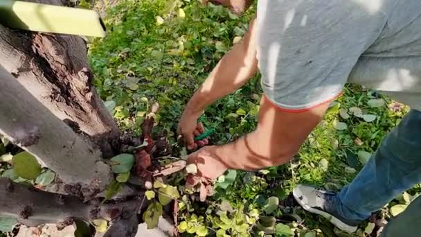 男は庭のペンキを使用して庭の枝の衛生的なクランニングを行い 病気や損傷した枝からの果実の木を掃除します — ストック動画