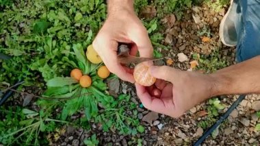 Bahçede meyve tatmak için mandalinayı bıçakla soyan adam..