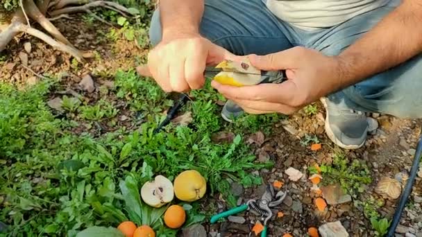 Mann Schneidet Quittenfrüchte Mit Messer Früchte Garten Schmecken Nahaufnahme — Stockvideo
