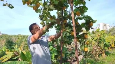 Ağacı hastalıklı ve hasarlı dallardan temizleyen adam, meyve ağacını özel bahçe makasıyla buduyor., 