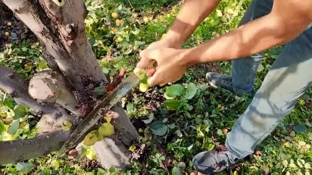 病気や損傷した枝からの果実の木をきれいにする 男はソーを使用して庭の枝の衛生的な調整を行います — ストック動画
