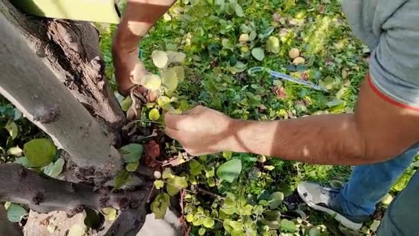 男は庭のプランナーを使用して庭の枝の衛生的なチューニングを行い 病気や損傷した枝からの果樹をきれいにする クローズアップ — ストック動画