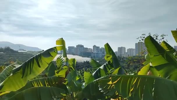 Bananenpalmengarten Sonnenlicht — Stockvideo