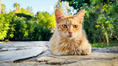 Kırmızı kedi yeşil bitkilerin arka planında parkta oturur ve kameraya bakar..