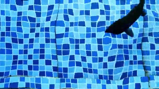 Büyük Siyah Bir Balık Havuzda Yüzer Mavi Mozaik Karoların Arka — Stok video