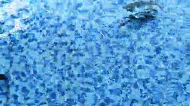 Birçok Büyük Siyah Balık Havuzda Yüzerek Mavi Mozaik Karoların Arka — Stok video