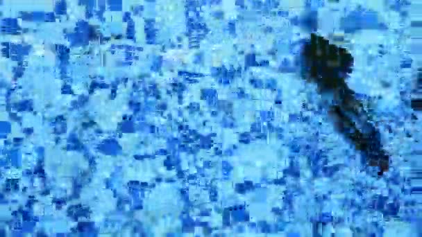 Twee Grote Zwarte Vissen Zwemmen Het Zwembad Waardoor Golven Van — Stockvideo