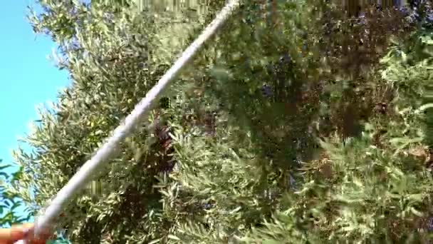 Mann Pflückt Mit Spezialwerkzeug Grüne Reife Oliven Vom Baum Garten — Stockvideo