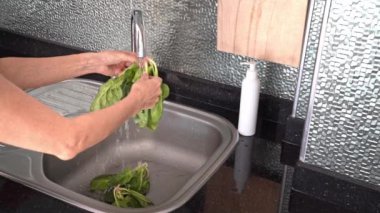 Kadın ıspanak yapraklarını akan suyun altında yıkıyor. Ev mutfağında lavabonun üzerinde, elleri yakın plan..