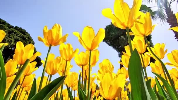 Tulipani Gialli Ondeggianti Nel Vento Raggi Sole Angolo Più Basso — Video Stock