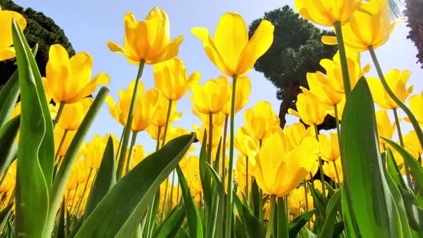 Concepto Vacaciones Primavera Floración Tulipanes Amarillos Balanceo Viento Rayos Sol — Vídeo de stock