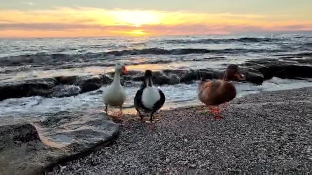 Ördek Kumsalda Deniz Arkaplanına Karşı Güzel Gün Batımı Saati — Stok video