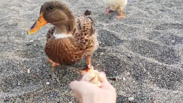 Group Several Ducks Feeding Palm Womans Hand Each Duck Approaching — Stock Video