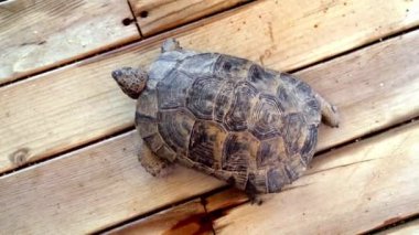 Wildland Kaplumbağası Tahta Güverte boyunca sürünüyor, etrafındaki dünyayı keşfediyor, Yukarıdan yakın çekim görüntüsü.