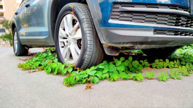 Environmental balance depicted through ivy overtaking car tire, nature reclaiming urban mechanical spaces, symbolizing green resilience and contrast. clipart