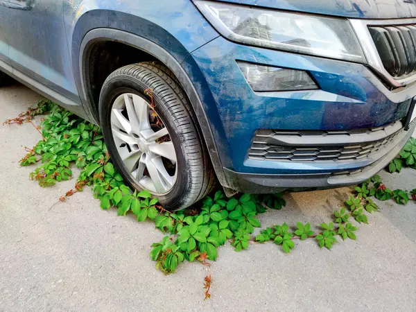 stock image Ivy and green plants engulf car tire, epitomizing natures resilience, reclaiming urban spaces from mechanical progress, environmental harmony highlighted.