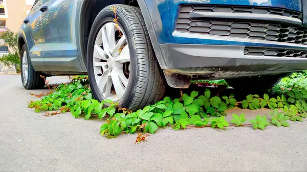 stock image Environmental balance depicted through ivy overtaking car tire, nature reclaiming urban mechanical spaces, symbolizing green resilience and contrast.