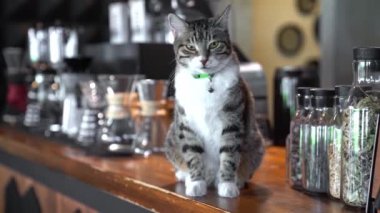 Kedi kafeteryada ahşap tezgahta oturuyor. Etrafı kavanoz ve ekipmanlarla çevrili, rahat atmosfer, kahve kültürü, meraklı kedi, kahve arkadaşı, modern kafe dekorasyonu, gevşemiş ruh hali..