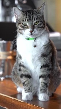 Yeşil yakalı gri tekir kedi, sakin ve meraklı bir şekilde masada oturuyor. Bağımsızlığın sembolü, gizem, rahat bir ortamda zarafet, çevresini gözlemleme, dikey çerçeve.