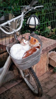 Two cozy cats cuddled in bicycle basket, blending urban life and warmth of companionship. Symbolizes comfort in unexpected places, calm amidst movement, and bond between animals and environment.  clipart