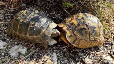 Kaplumbağa Çifti Oturuyor, Kamera Yavaşça Başlarına İlerliyor ve Sonra Geri Çekiliyor, Sakin Etkileşim Kavramı, Vahşi Yaşam Gözlemi, Sürüngen Ayrıntıları.