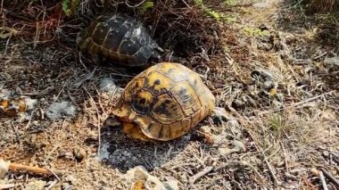 Erkek Kaplumbağa Kur yapma Ritüeline Başlıyor, Kadın Kabuğuna Defalarca Vuruyor, Doğal Çevrede Yakalandı, Vahşi Yaşam Davranışı Kavramı ve Hayvan Çiftleşme İçgüdüsü.