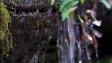Torres del Paine Ulusal Parkı 'ndaki ormanda düşen ağaç gövdesinden yosun dökülen tatlı kaynak suyunu kapatın.