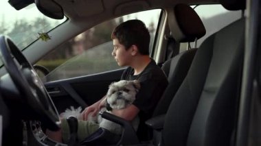 Shih Tzu köpekli çocuk bir arabanın yolcu koltuğunda oturuyor ve manzaraya bakıyor. 