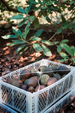 Ağacın altındaki tarlada toplanan hass avokadoların olduğu plastik kutu.